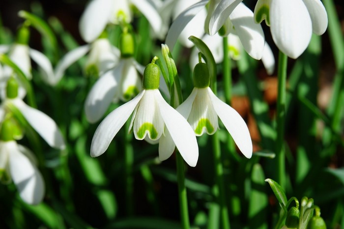 Close-up of white snowdrop flowers with green markings