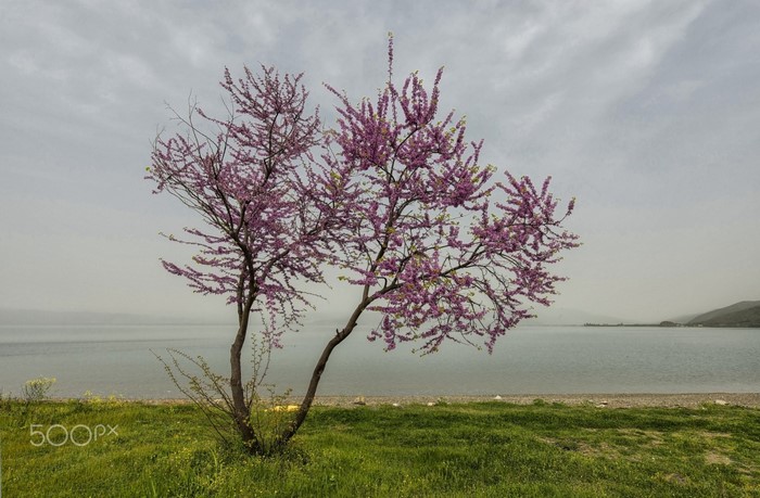 Flowering tree by the water