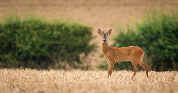 Roe deer standing in a harvested field
