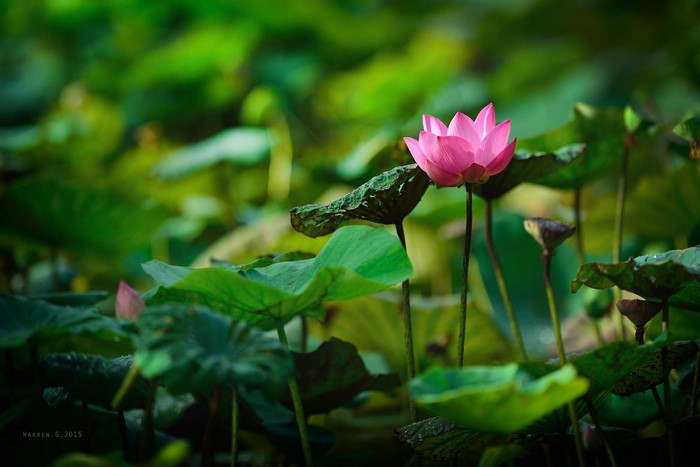 Pink lotus flower among green lily pads