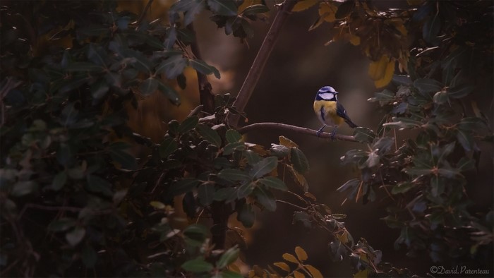 Blue titmouse perched on a branch in a forest