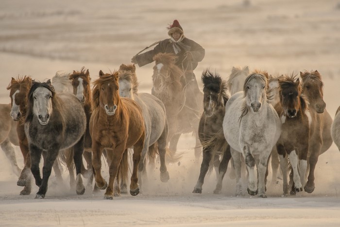 Herd of horses running in the snow with a rider