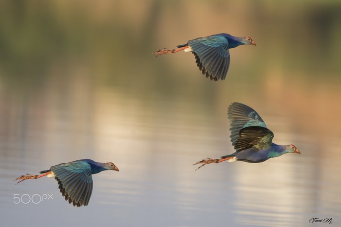 Three Purple Swamphens in flight over water