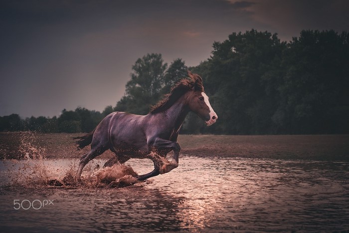 Horse running through water at sunset
