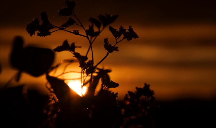 Silhouette of a plant against a sunset