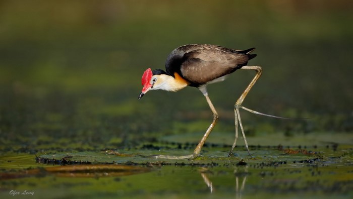 Combattant de jacana sur des nénuphars