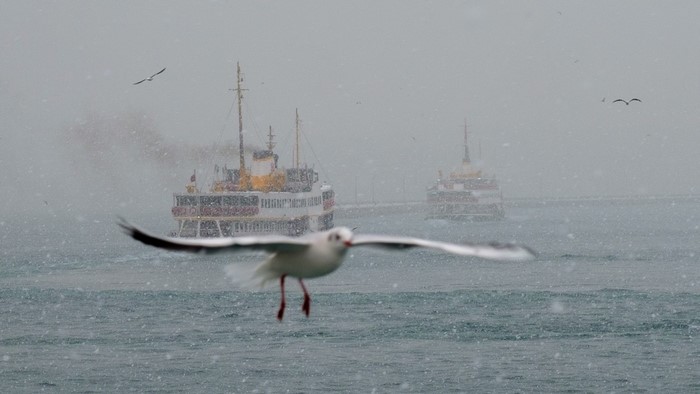 Seagull flying over water with ferries in snow