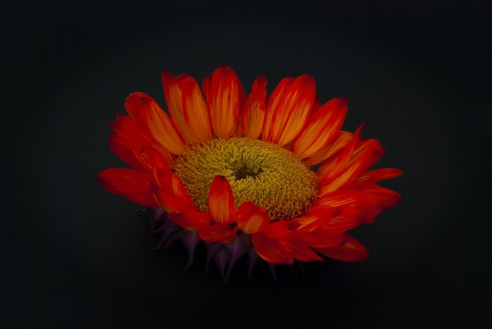 Close up of a red and yellow daisy flower