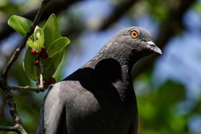 Close up of a pigeon on a branch with leaves and berries