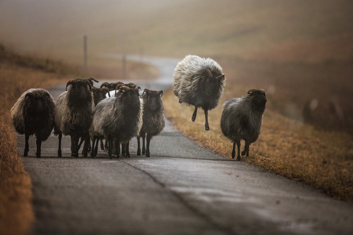Sheep herd jumping on a foggy road