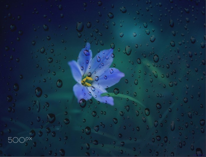 Blue flower with water drops on glass