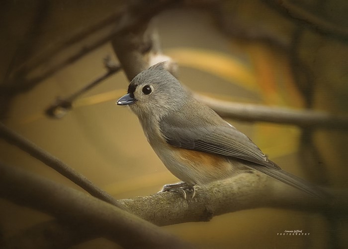 Small Perching Bird on a Branch