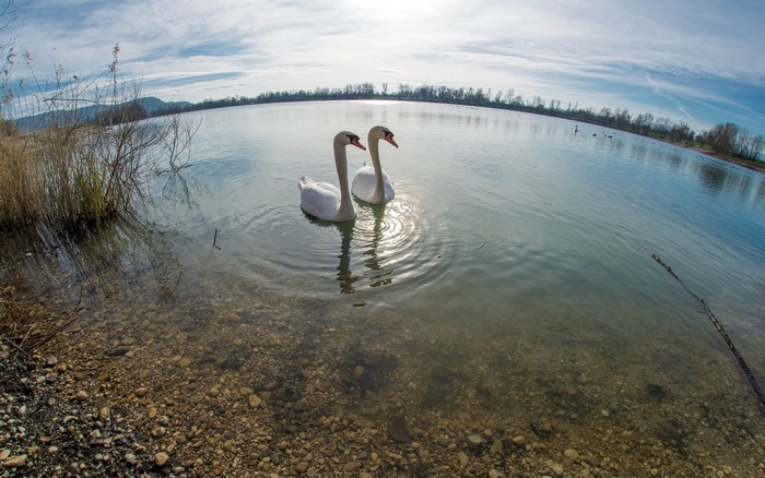Two swans swimming in a lake with sunlight reflecting on the water