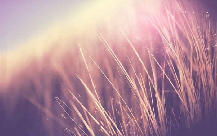 Close-up of grass with sunlight and bokeh
