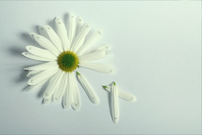 Daisy with petals numbered for 'he loves me, he loves me not'
