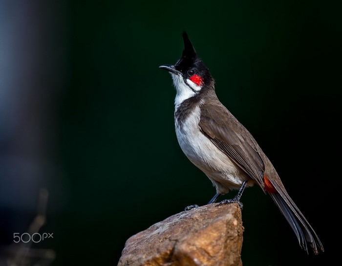 Red-whiskered Bulbul perched on a rock