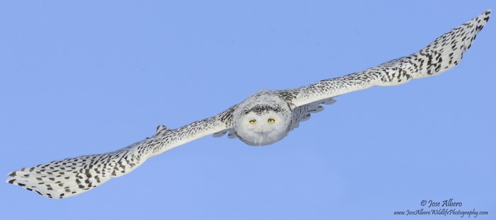 Snowy Owl in flight against a blue sky