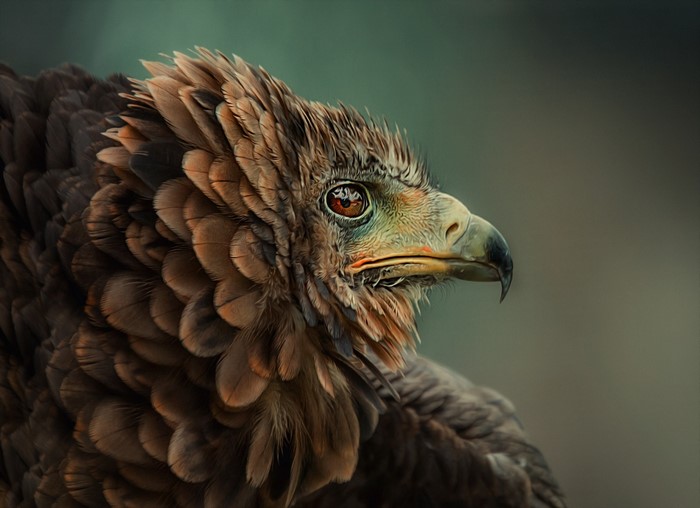 Close up of a brown eagle with sharp beak