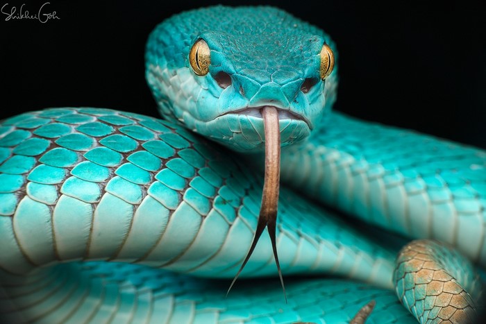 Close-Up of a Vibrant Blue Mamba Snake
