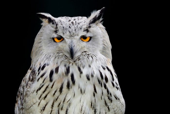 Close-up of a Eurasian eagle-owl with bright orange eyes