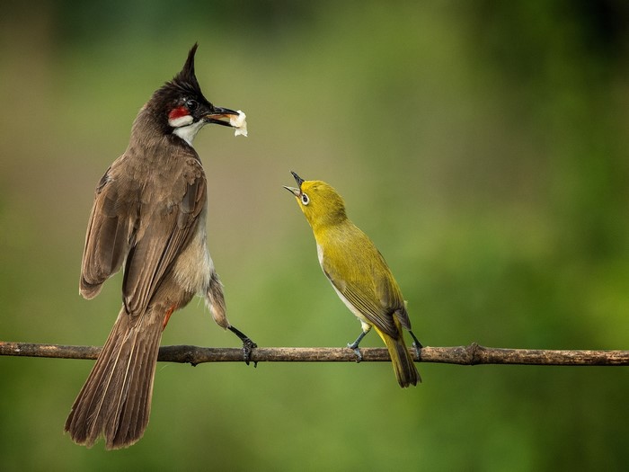 Two birds on a branch, one feeding the other