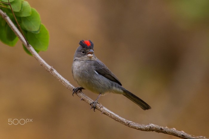 Small Grey Bird with Bright Red Crest on Branch
