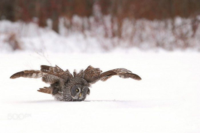 Great Grey Owl landing in the snow