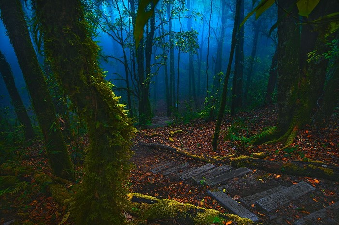 Misty forest path with wooden steps and mossy trees