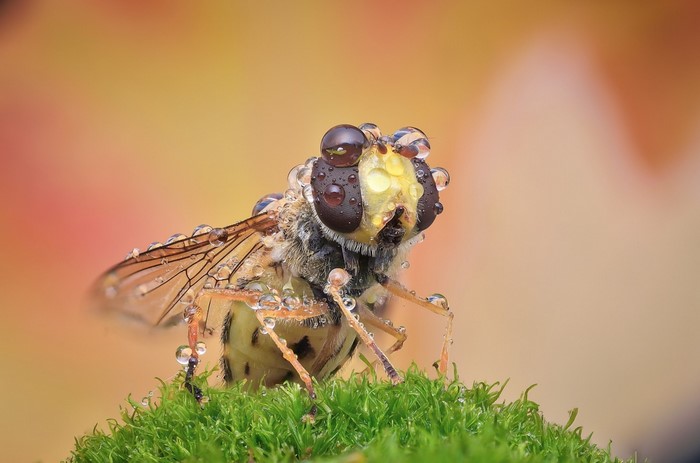 Hoverfly covered in water droplets on moss