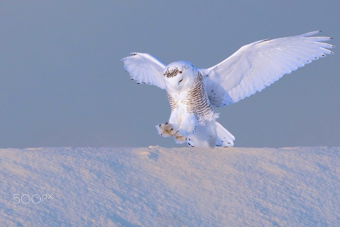 Snowy owl landing on a snow-covered surface