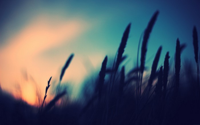 Silhouette of grass against a sunset sky