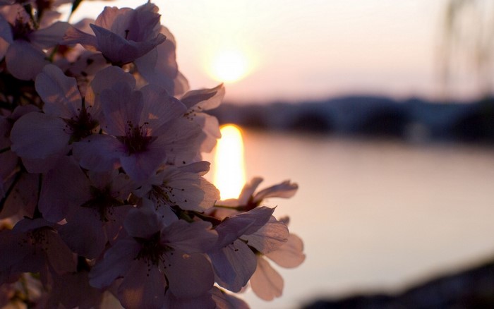 Cherry blossoms at sunset over water