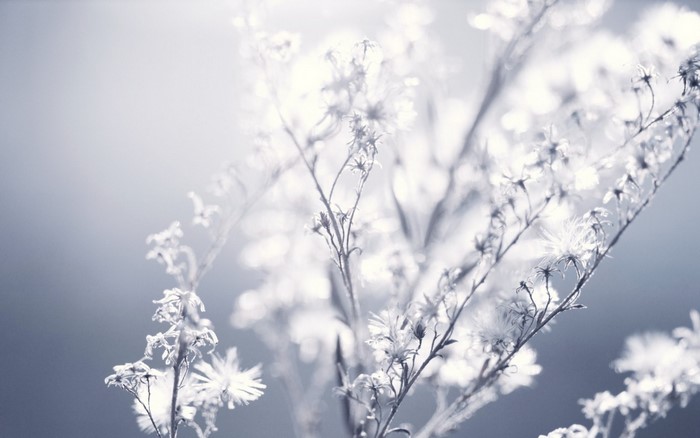 Frosty Winter Branches in Monochrome