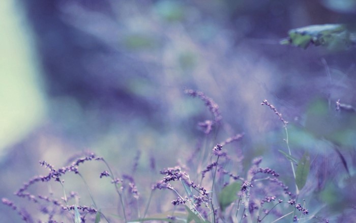 Purple wildflowers in soft focus with bokeh background