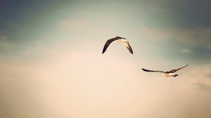 Two seagulls flying in the sky