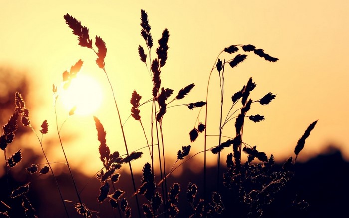 Silhouetted Grass Against a Golden Sunset