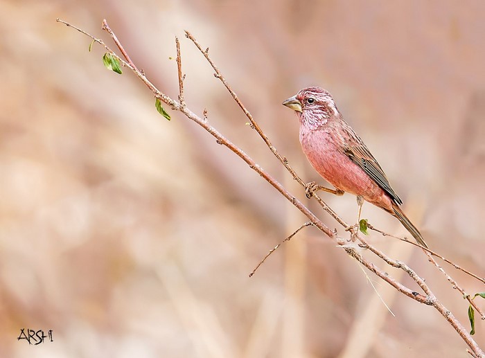 A pink finch perched on a thin branch