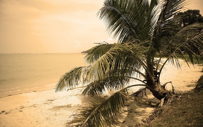 Palm tree on a sandy beach by the ocean