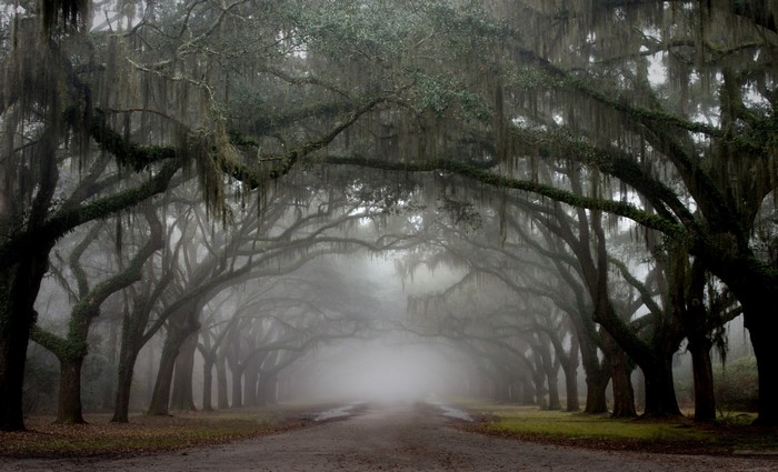 Misty road lined with ancient oak trees draped in Spanish moss