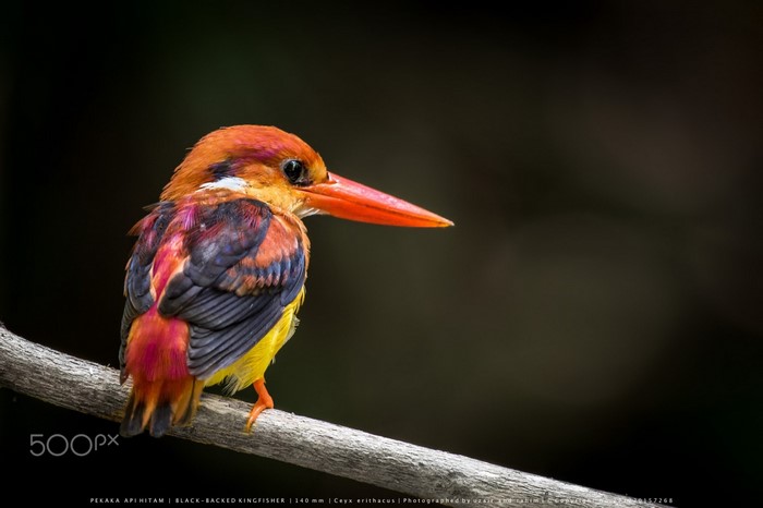 Vibrant Black-Backed Kingfisher Perched on Branch