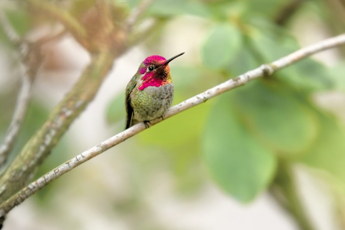 Vibrant Hummingbird Perched on a Branch
