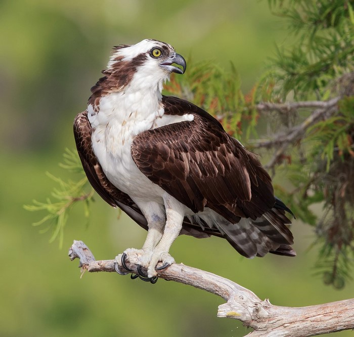 Osprey perched on a branch with pine needles