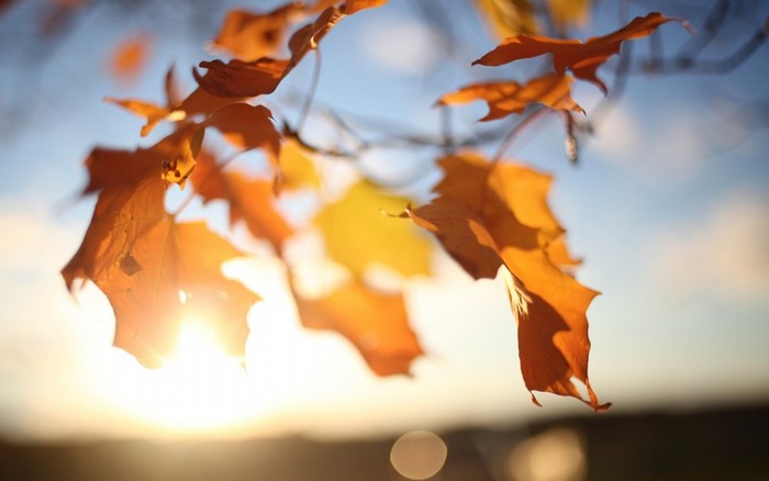 Autumn leaves with sun flare
