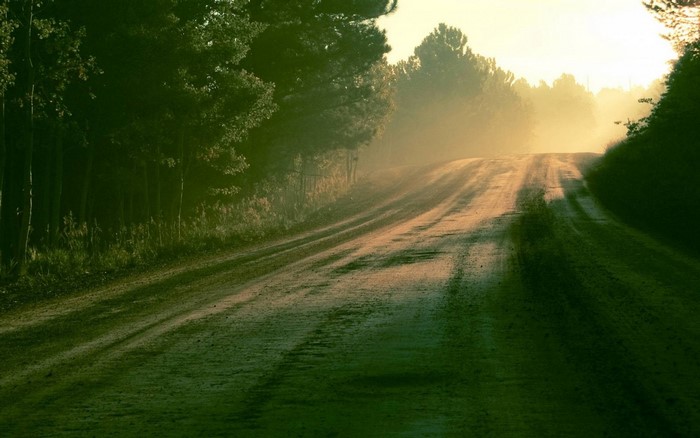 Misty road through a forest at sunrise