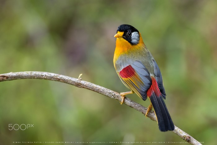 Colorful Finch Perched on Branch