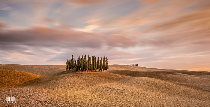 Cypress trees on rolling hills at sunset