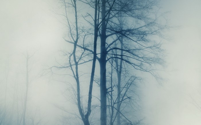 Bare trees in a foggy, blue atmosphere