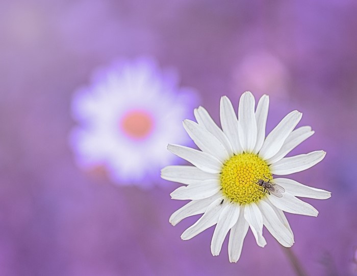 Close-up of a daisy with a fly on its petals