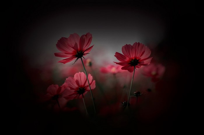 Pink cosmos flowers in dark background