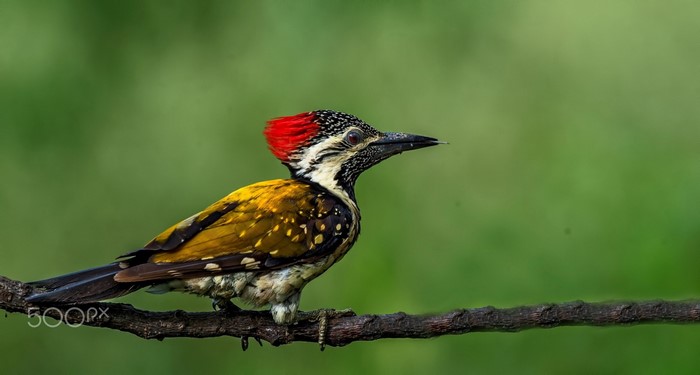 Black-rumped woodpecker perched on a branch